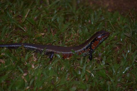 Skink