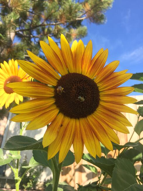 Sun flower