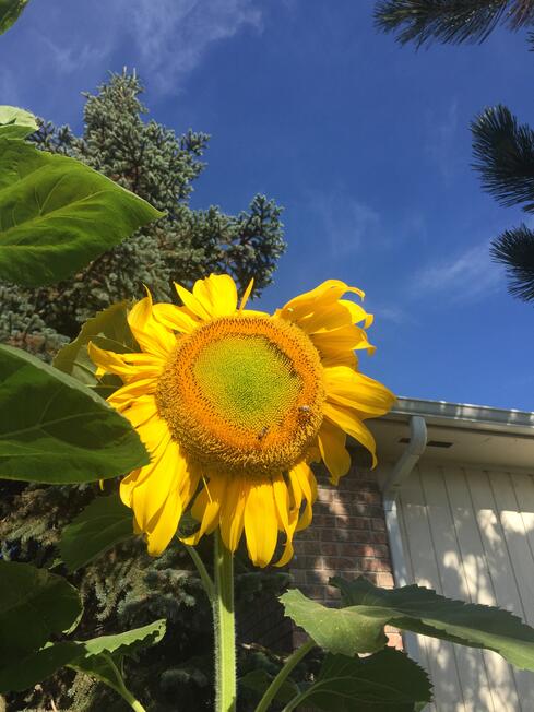 Sun flower